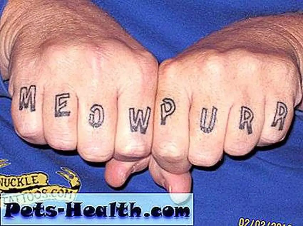 meow purr meow purr meow purr meow purr