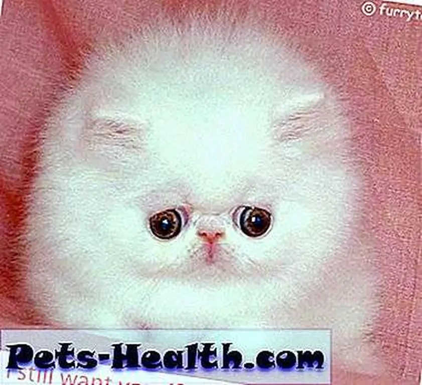 fluffiest kitten in the whole wide world fluffiest kitten in the whole wide world