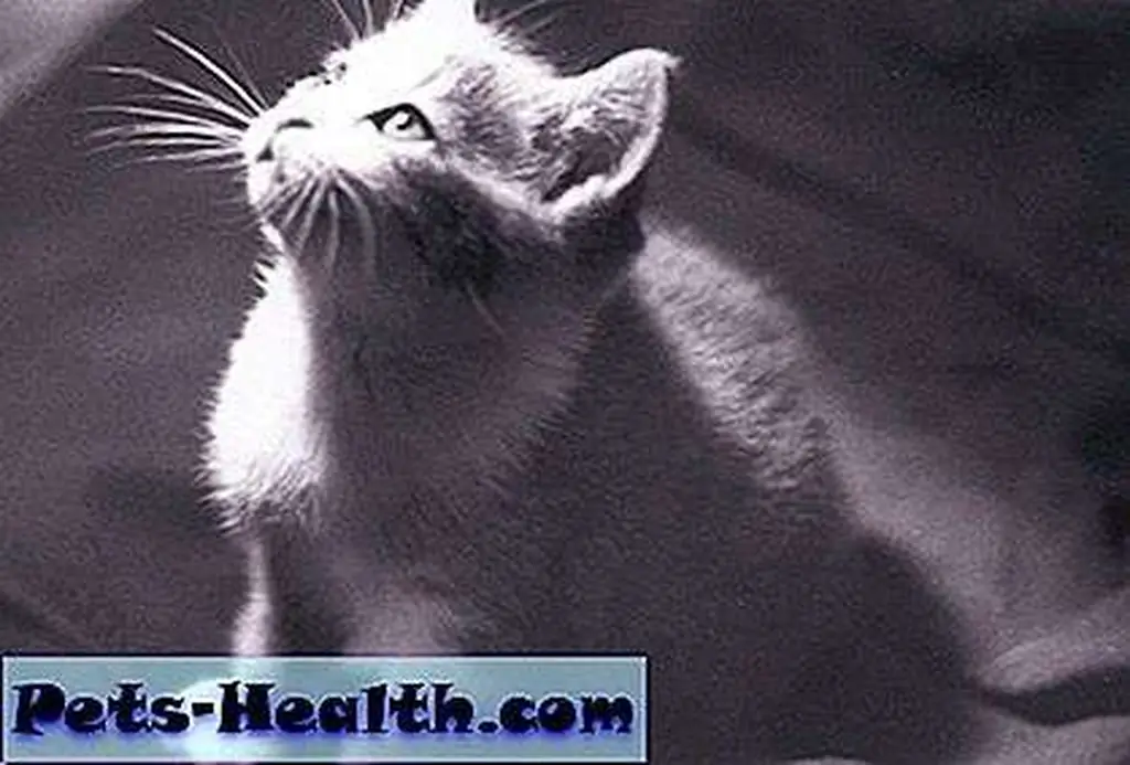 Kitten in spotlight by Shutterstock Kitten in spotlight by Shutterstock