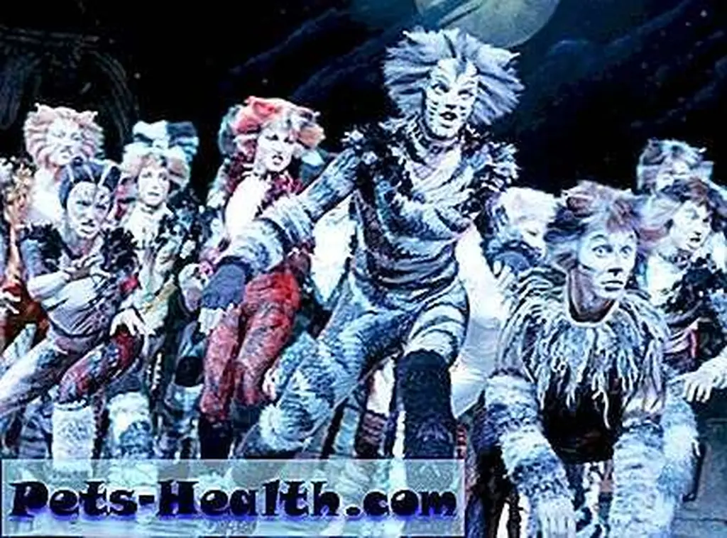 No, no … not THOSE cats! The Moscow, Russia, production of No, no … not THOSE cats! The Moscow, Russia, production of