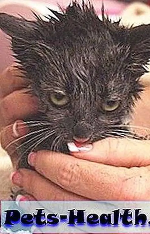 When Ashley arrived at Washoe County Regional Animal Services, she was covered in soot. Photo courtesy of Nevada Humane Society When Ashley arrived at Washoe County Regional Animal Services, she was covered in soot. Photo courtesy of Nevada Humane Society