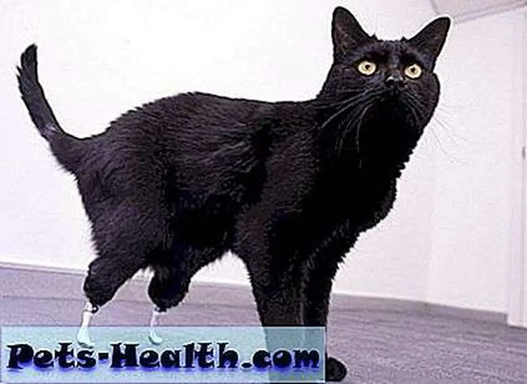 Oscar, the bionic cat