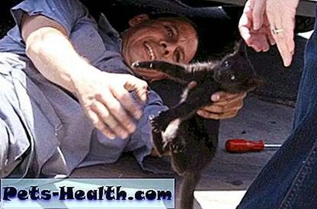 Car mechanic Jay Tallentt pulls a 5-week-old kitten from inside the bumper of Russ and Tracy Perry's car. Image: Screen capture from KPNX-TV video via USA Today