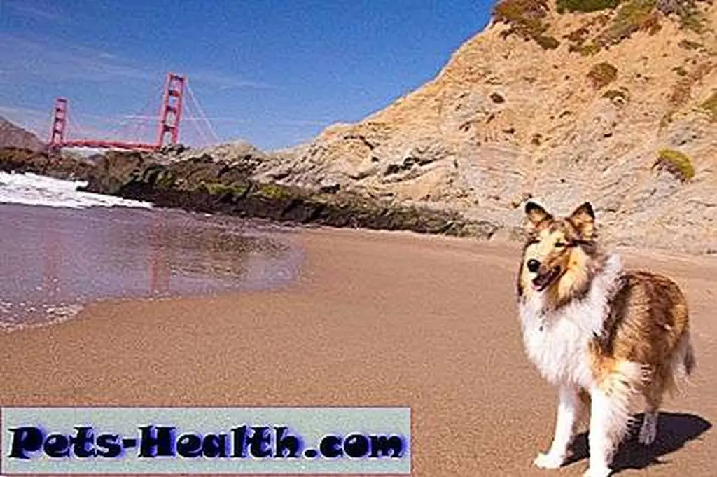 Dog on a Beach With Golden Gate Bridge by Shutterstock.