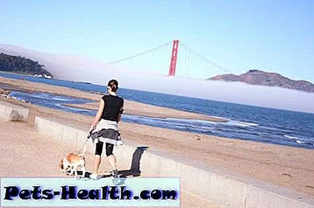 Woman Walking Her Dog on San Francisco Beach by Shutterstock.