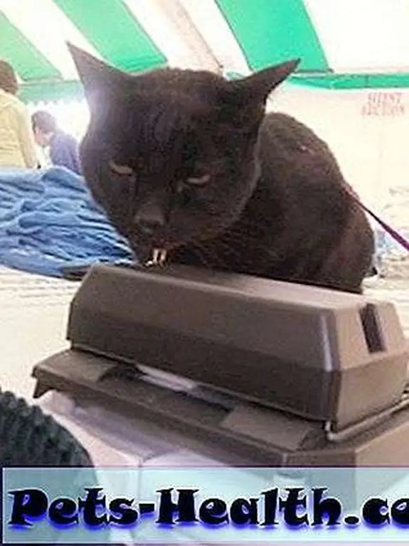 The author's cat, Siouxsie, staffs the yard sale table at a pet fair sponsored by her local SPCA. The author's cat, Siouxsie, staffs the yard sale table at a pet fair sponsored by her local SPCA.