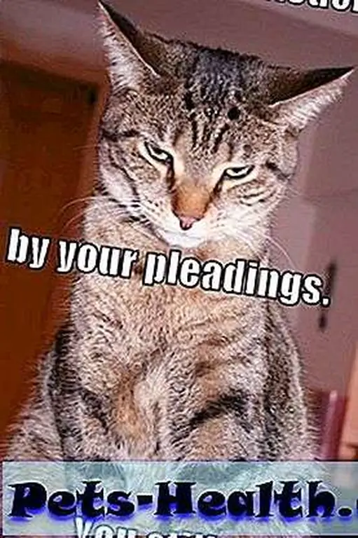 judge cat is untouched by your pleadings. you still guilty. judge cat is untouched by your pleadings. you still guilty.