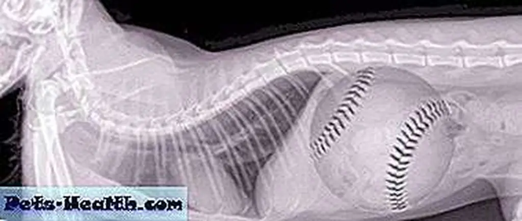 Photoshopped X-ray of cat with baseball in stomach Photoshopped X-ray of cat with baseball in stomach
