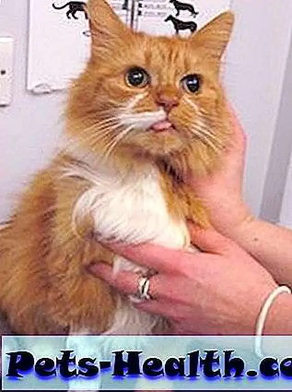 Gemma would have died if vets hadn't removed a 5-inch hairball from her stomach. Image courtesy of BBC News Gemma would have died if vets hadn't removed a 5-inch hairball from her stomach. Image courtesy of BBC News