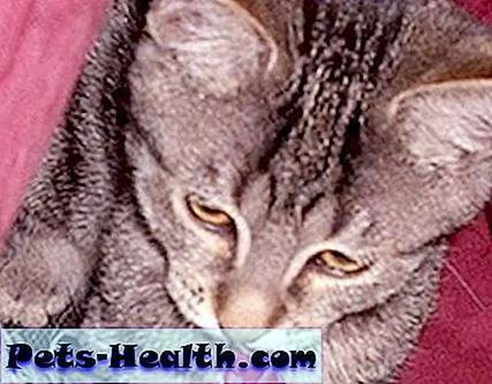 British Parliament member John Hemming is appealing for the return of his lover's purloined feline, Beauty (pictured above). British Parliament member John Hemming is appealing for the return of his lover's purloined feline, Beauty (pictured above).