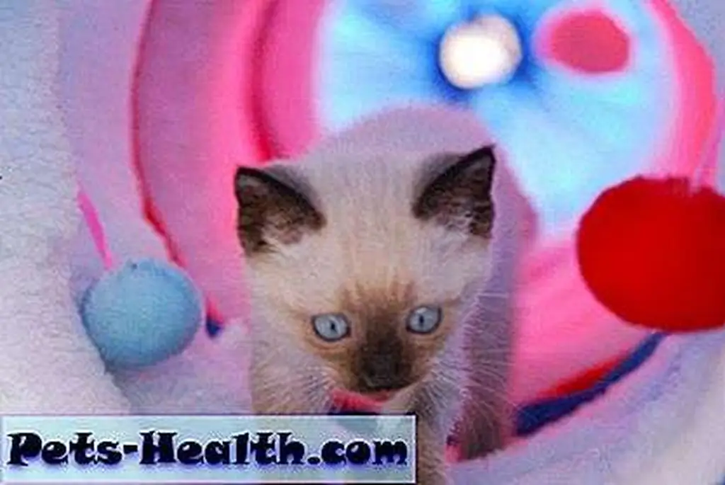 The kittens were extremely tiny and some of their extra toes threatened to become bigger health problems. The kittens were extremely tiny and some of their extra toes threatened to become bigger health problems.