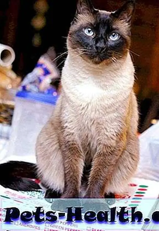 Sitting on pizza boxes … Sitting on pizza boxes …