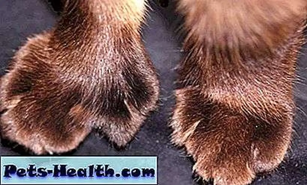 Yay for extra toes! Yay for extra toes!