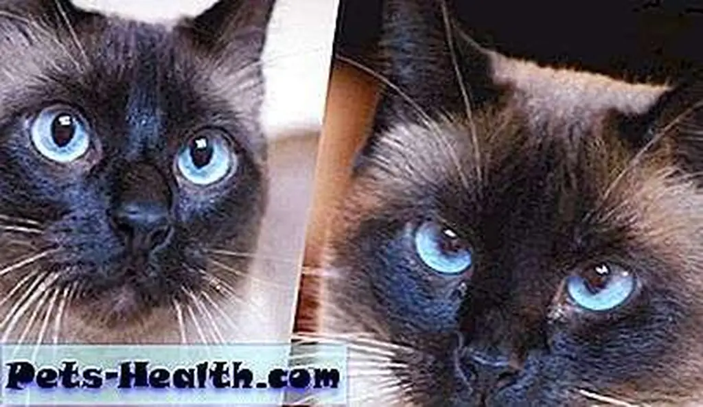 Gus is on the left, Lily is on the right. Gus is on the left, Lily is on the right.