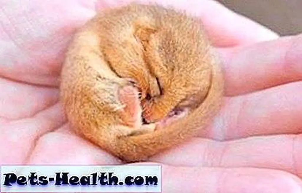 The Hazel dormouse. Photo by Simon Czapp The Hazel dormouse. Photo by Simon Czapp
