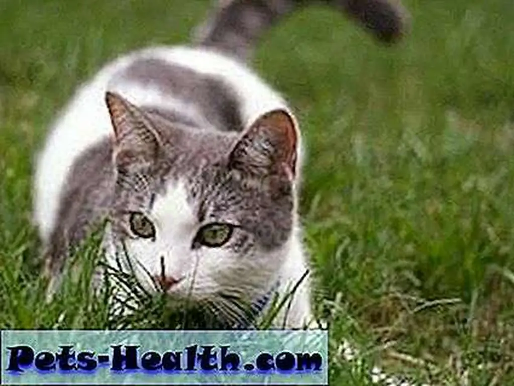 The Paddock Wood, England, town council recently voted down a housing development on the grounds that hunting cats could hurt the population of an endangered rodent. The Paddock Wood, England, town council recently voted down a housing development on the grounds that hunting cats could hurt the population of an endangered rodent.