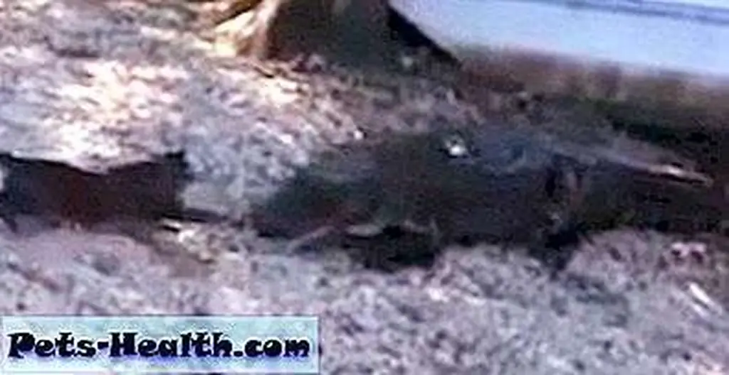 This screen shot from a YouTube video shows a 12-pound cat fighting off an alligator easily 10 times his size. This screen shot from a YouTube video shows a 12-pound cat fighting off an alligator easily 10 times his size.