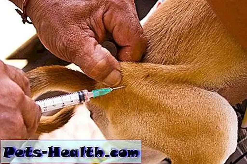 Dog getting injected with rabies shot by Shutterstock. Dog getting injected with rabies shot by Shutterstock.