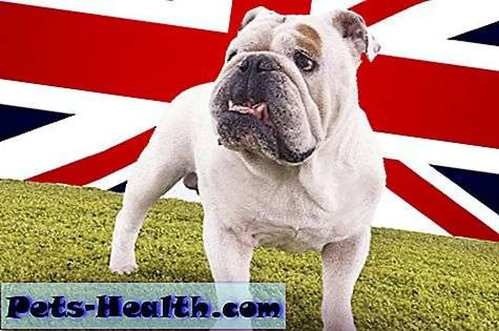British bulldog in front of Union Jack by Shutterstock. British bulldog in front of Union Jack by Shutterstock.