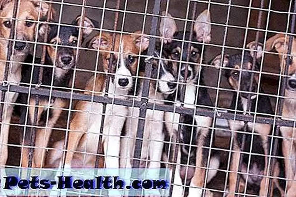 Dogs are more popular than ever in England, but people aren't adopting from shelters. Cute puppies locked in the cage by Shutterstock. Dogs are more popular than ever in England, but people aren't adopting from shelters. Cute puppies locked in the cage by Shutterstock.