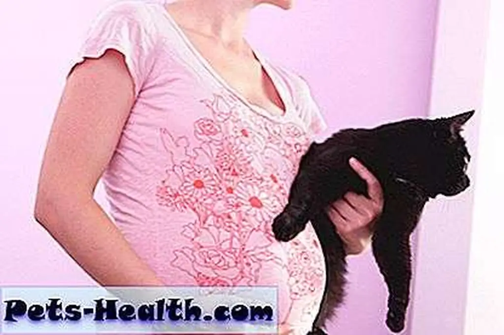 Pregnant woman holding a cat by Shutterstock Pregnant woman holding a cat by Shutterstock
