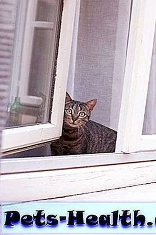 Aren't you forgetting something? / Cat at window photo via Shutterstock Aren't you forgetting something? / Cat at window photo via Shutterstock