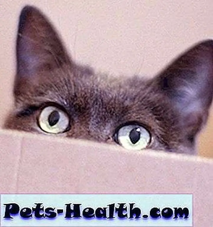 What's this I hear about a move? / Curious cat photo via Shutterstock What's this I hear about a move? / Curious cat photo via Shutterstock