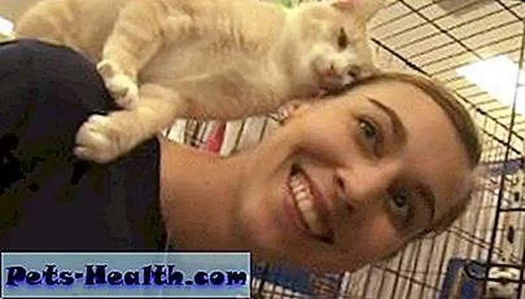 Ashley Mauceri of the Humane Society of the United States enjoys some cuddles with a cat named Velcro. Image: Screen capture from HSUS video Ashley Mauceri of the Humane Society of the United States enjoys some cuddles with a cat named Velcro. Image: Screen capture from HSUS video