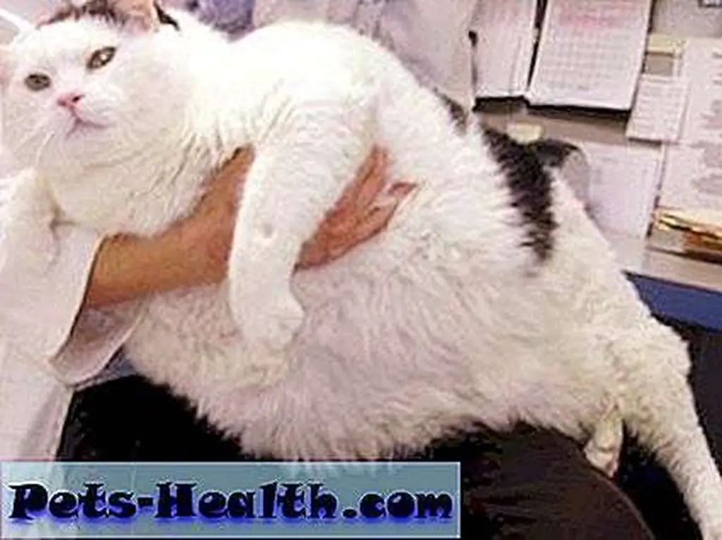 Otto the cat weighed almost 36 pounds when this photo was taken. Photo courtesy of the Today Show Otto the cat weighed almost 36 pounds when this photo was taken. Photo courtesy of the Today Show