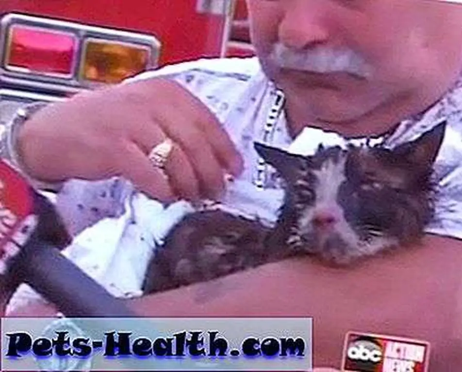 Rubely Melendez cradles GeeJoe the cat in his arms. Photo: Screen capture from the ABC Action News story Rubely Melendez cradles GeeJoe the cat in his arms. Photo: Screen capture from the ABC Action News story