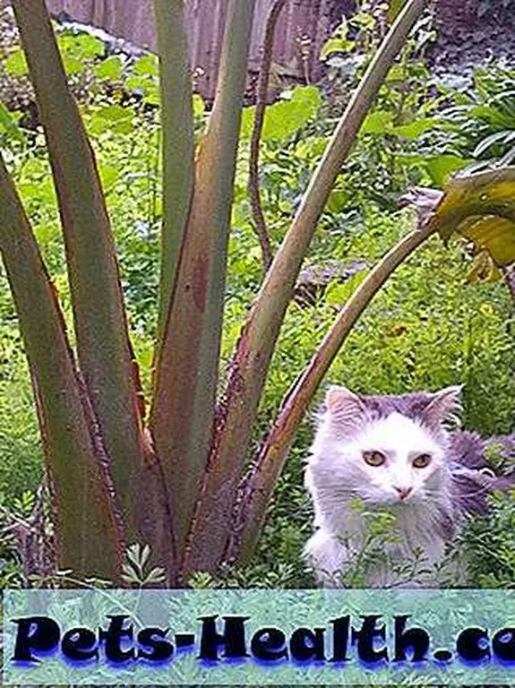 Shelters are seeing spikes in the numbers of abandoned pets Shelters are seeing spikes in the numbers of abandoned pets