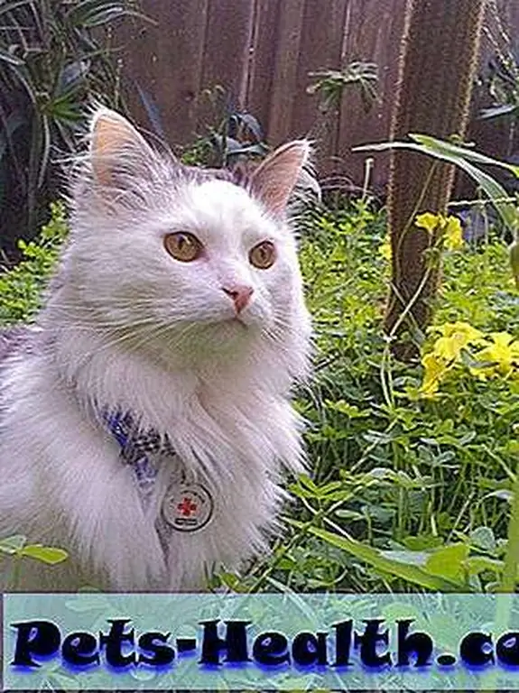 Shelters are seeing spikes in the numbers of abandoned pets Shelters are seeing spikes in the numbers of abandoned pets