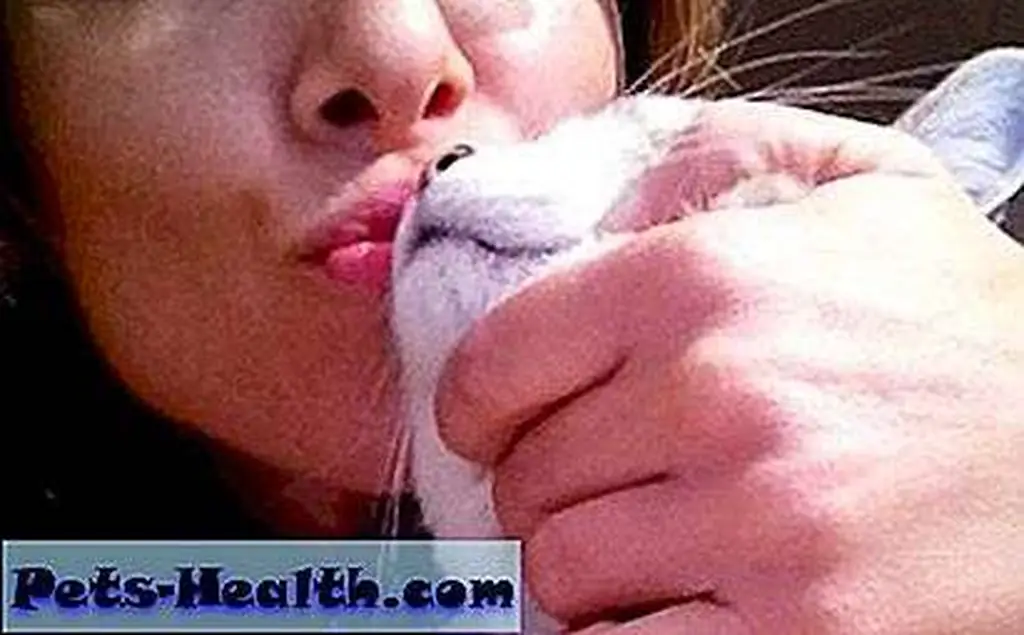 Balanzoni with an unidentified cat. Image courtesy of her Google Plus page. Balanzoni with an unidentified cat. Image courtesy of her Google Plus page.
