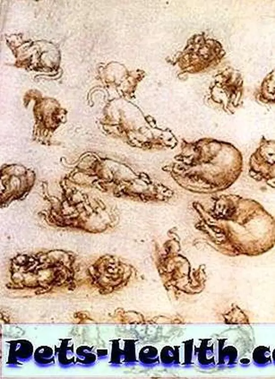 Sketches of cats by Leonardo da Vinci Sketches of cats by Leonardo da Vinci