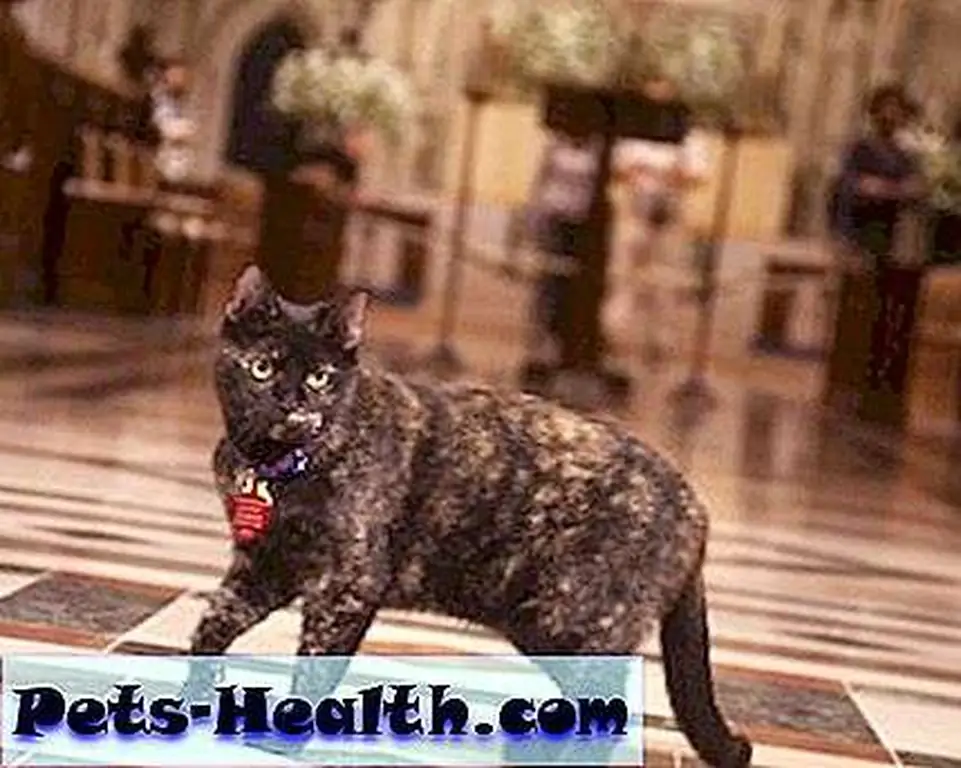 Carmina, the Washington National Cathedral's resident cat, makes her rounds. Carmina, the Washington National Cathedral's resident cat, makes her rounds.