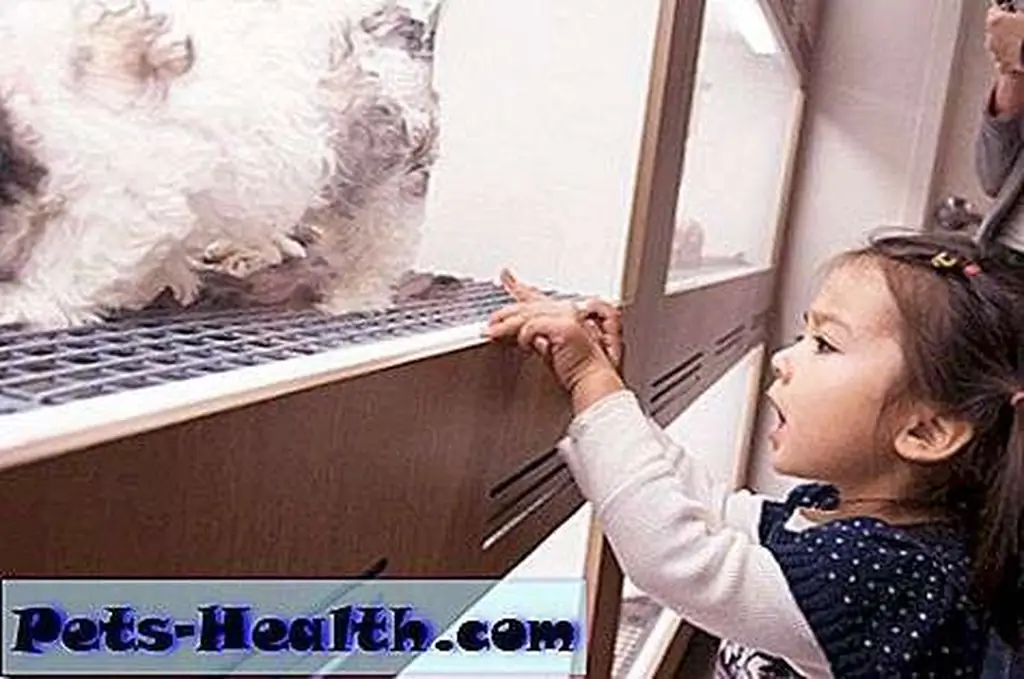 A cute and adorable image. Or is it? Visiting A Pet Shop by Shutterstock.