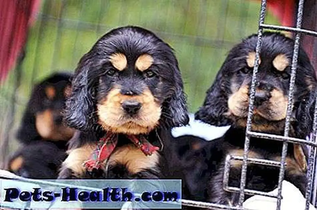 Cute Puppies Purebred Cocker Spaniel Waiting Their Owner by Shutterstock.
