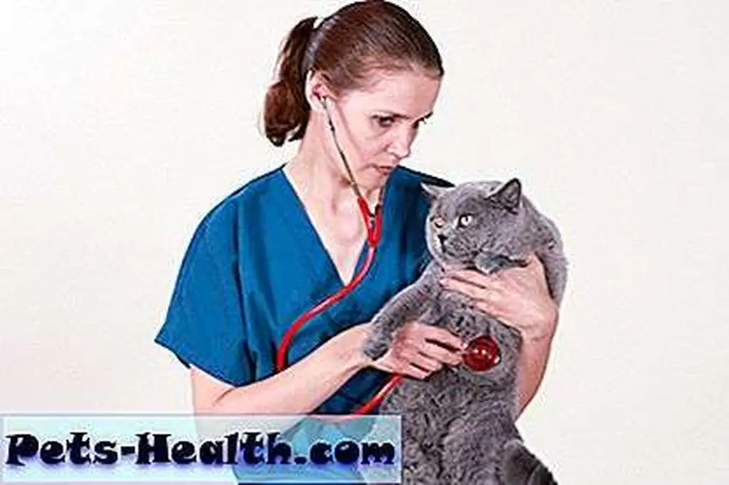 This is not Dr. Kate. I thought it would be tacky to do a photo shoot at our first appointment. Veterinarian holds a cat during an examination by Shutterstock This is not Dr. Kate. I thought it would be tacky to do a photo shoot at our first appointment. Veterinarian holds a cat during an examination by Shutterstock