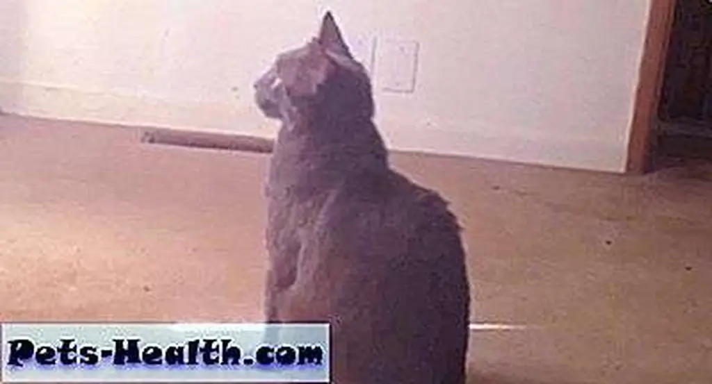 Image of Trigger via News-Leader video Image of Trigger via News-Leader video