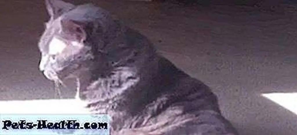 Image of Trigger via News-Leader video Image of Trigger via News-Leader video