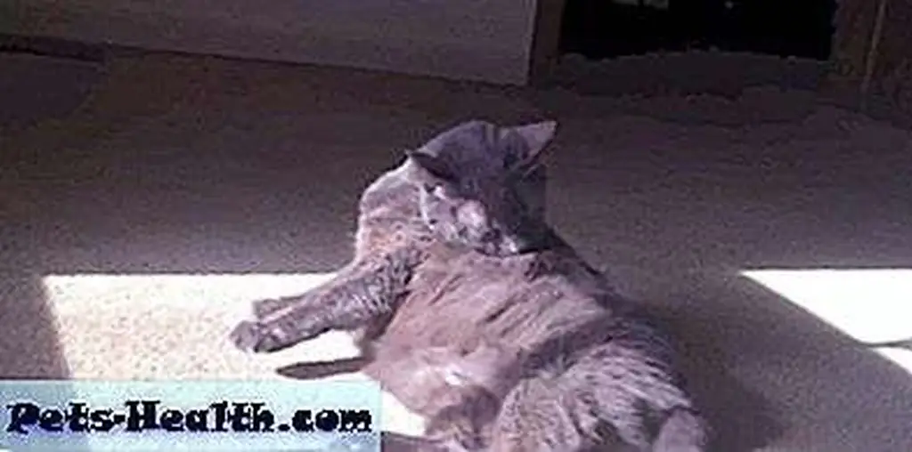Image of Trigger via News-Leader video Image of Trigger via News-Leader video