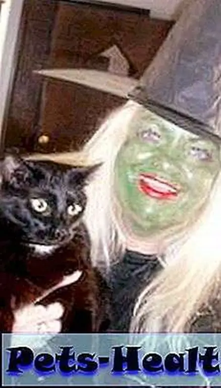 Although many shelters suspend adoptions of black cats around Halloween, others say that fears of the ritual sacrifice of the animals is merely an urban legend. Although many shelters suspend adoptions of black cats around Halloween, others say that fears of the ritual sacrifice of the animals is merely an urban legend.