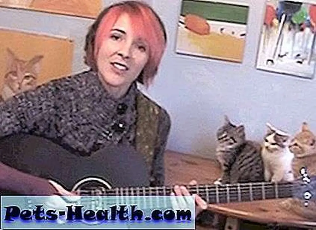It's great having a captive audience of kittens