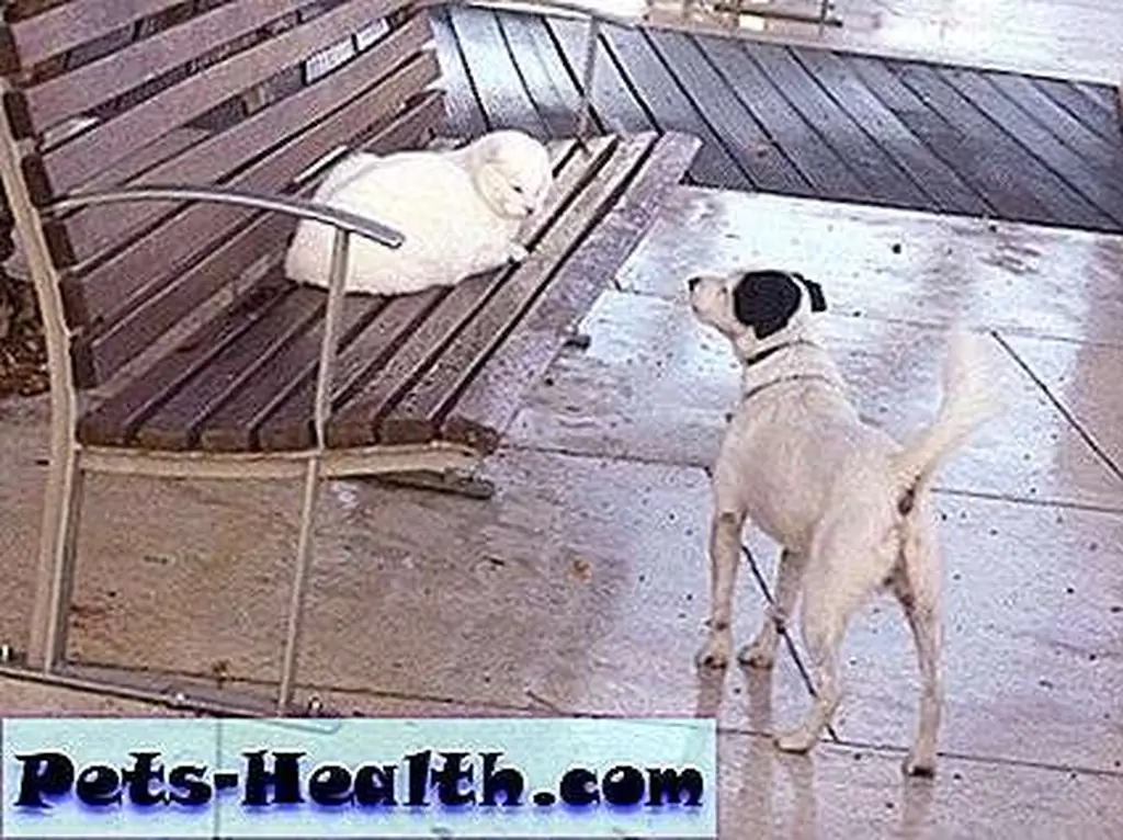 He's not afraid of dogs. He's not afraid of dogs.