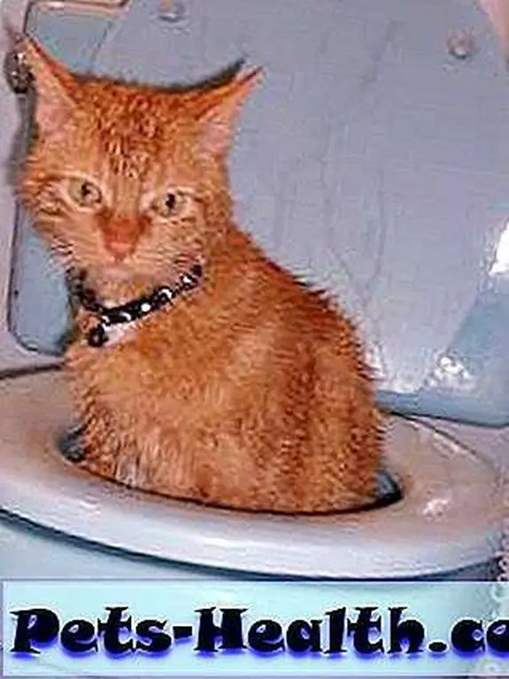 2-cats-toilet-trained 2-cats-toilet-trained