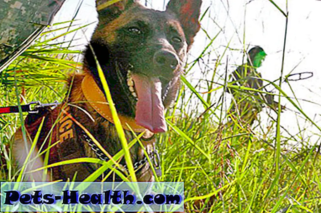What’s in a name? Ask Davy N532, a female dog whose name does not match her gender. Oddball names are not uncommon among military working dogs, whose breeders, usually from Europe, name them. (Photo courtesy of Marcus Bates) What’s in a name? Ask Davy N532, a female dog whose name does not match her gender. Oddball names are not uncommon among military working dogs, whose breeders, usually from Europe, name them. (Photo courtesy of Marcus Bates)