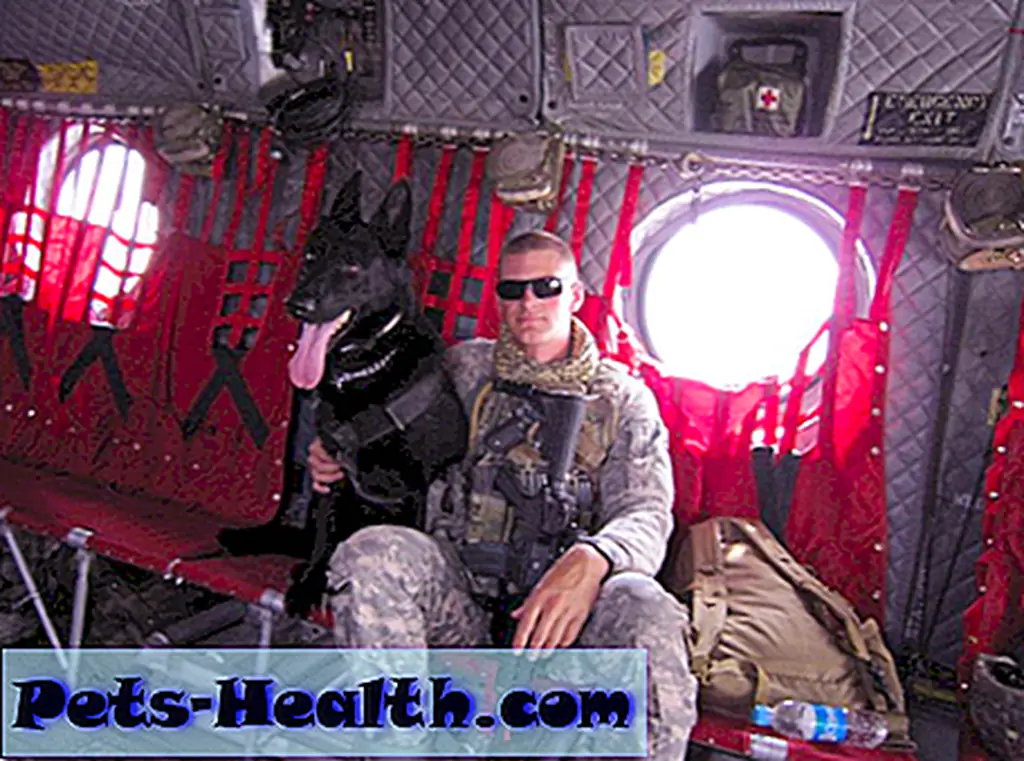 Dogs are anything but equipment to their handlers. Military working dog Blek H199 and his handler, Air Force Staff Sergeant Brent Olson, had a rough deployment together. Both were badly injured. Today, Blek is part of Olson's family. Olson was able to adopt him after the dog was retired due to his injuries. (Photo courtesy of Brent Olson) Dogs are anything but equipment to their handlers. Military working dog Blek H199 and his handler, Air Force Staff Sergeant Brent Olson, had a rough deployment together. Both were badly injured. Today, Blek is part of Olson's family. Olson was able to adopt him after the dog was retired due to his injuries. (Photo courtesy of Brent Olson)