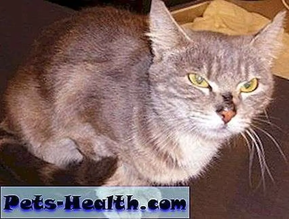 Cali the cat is home and safe after a cross-country journey. Cali the cat is home and safe after a cross-country journey.