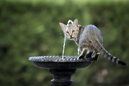 кот фонтан вода