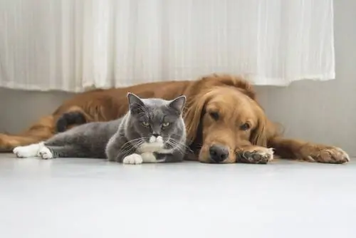 Косметические операции на животных запрещены